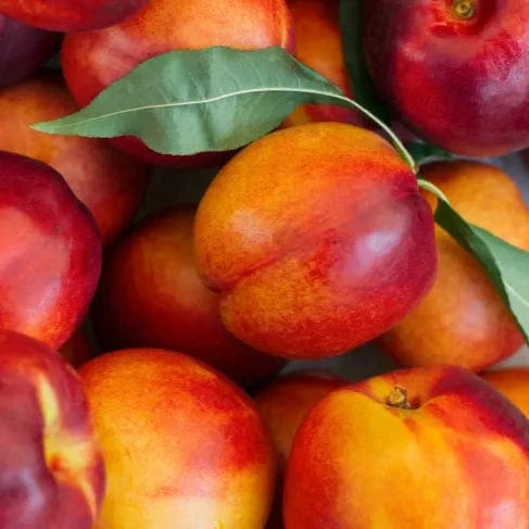 Nectarine Good Hill Farms Fruit: Nectarine