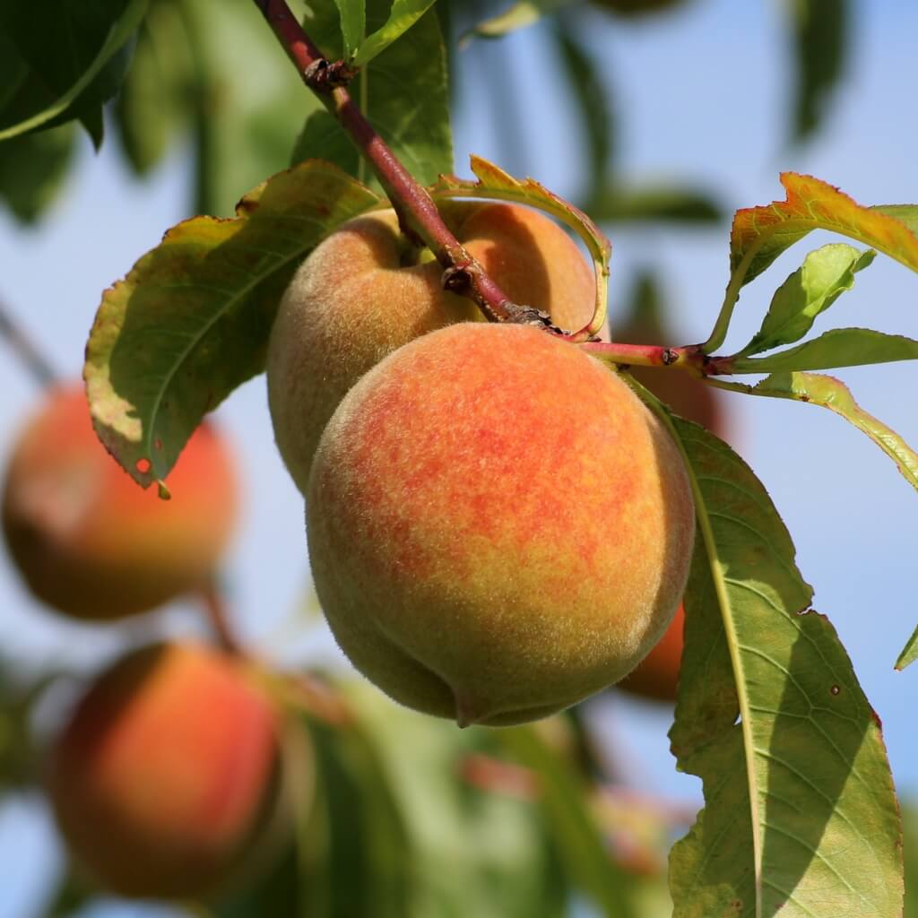 Peach Good Hill Farms Fruit: Peaches