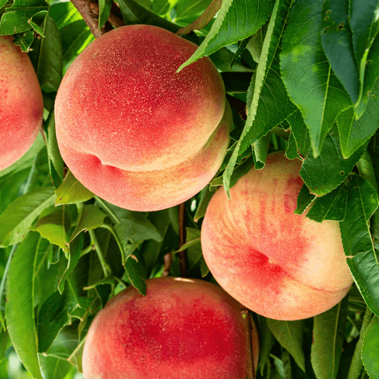 Peaches Good Hill Farms Fruit: Peaches