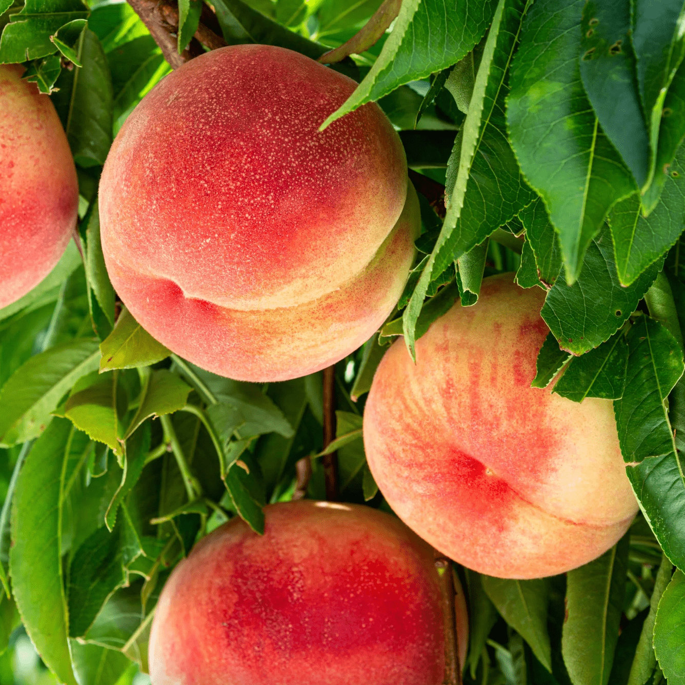 Peaches Good Hill Farms Fruit: Peaches