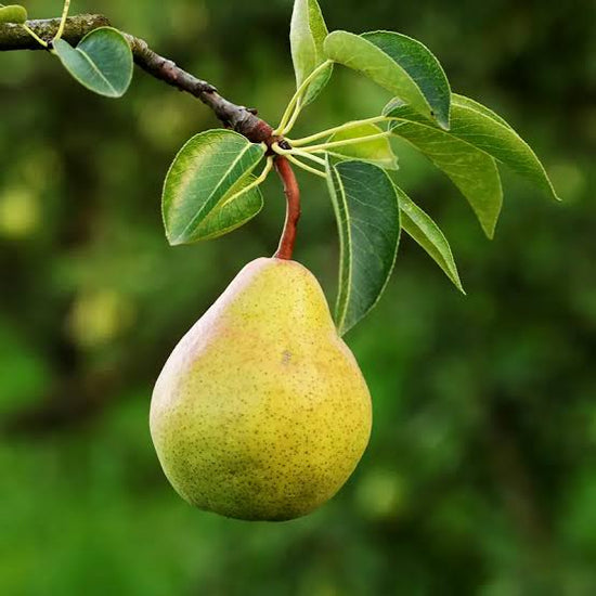 Pear, Bartlett Good Hill Farms Fruit: Pear, Bartlett