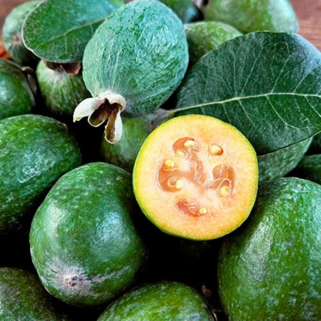 Pineapple Guava (Feijoa) Good Hill Farms Fruit: Guava, Pineapple