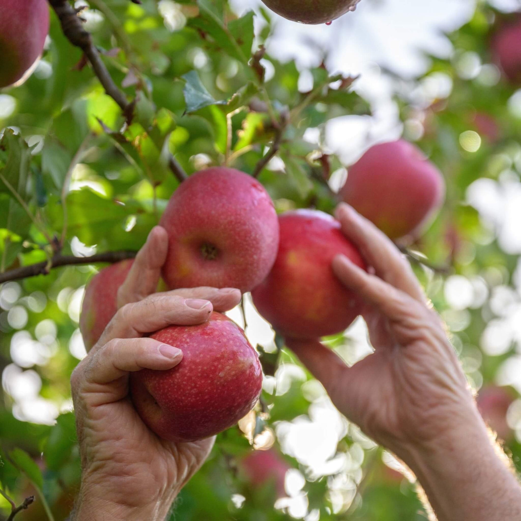 Pink Lady Apple Good Hill Farms Fruit: Apple, Pink Lady