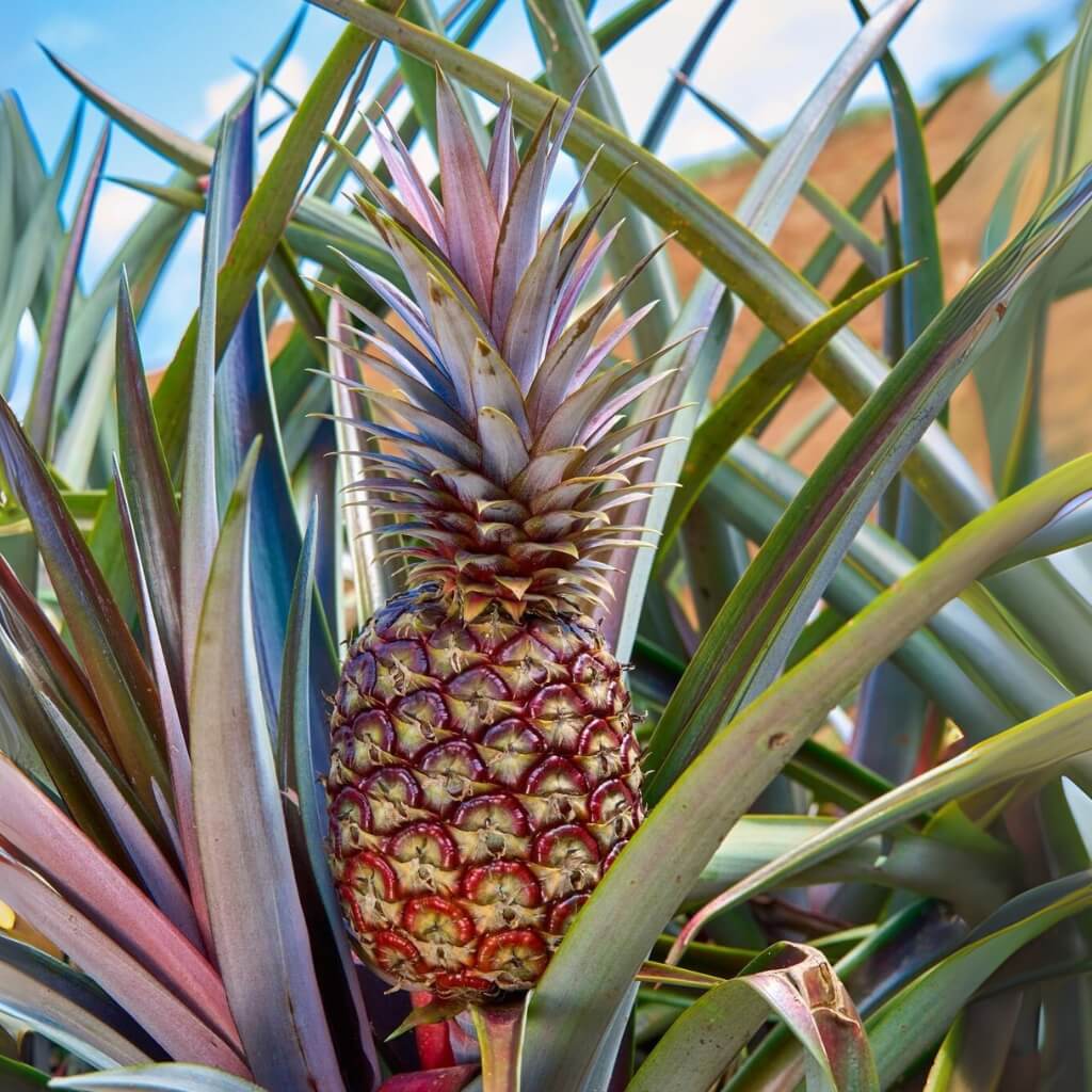 Pink Pineapple Good Hill Farms Fruit: Pineapple, Pink