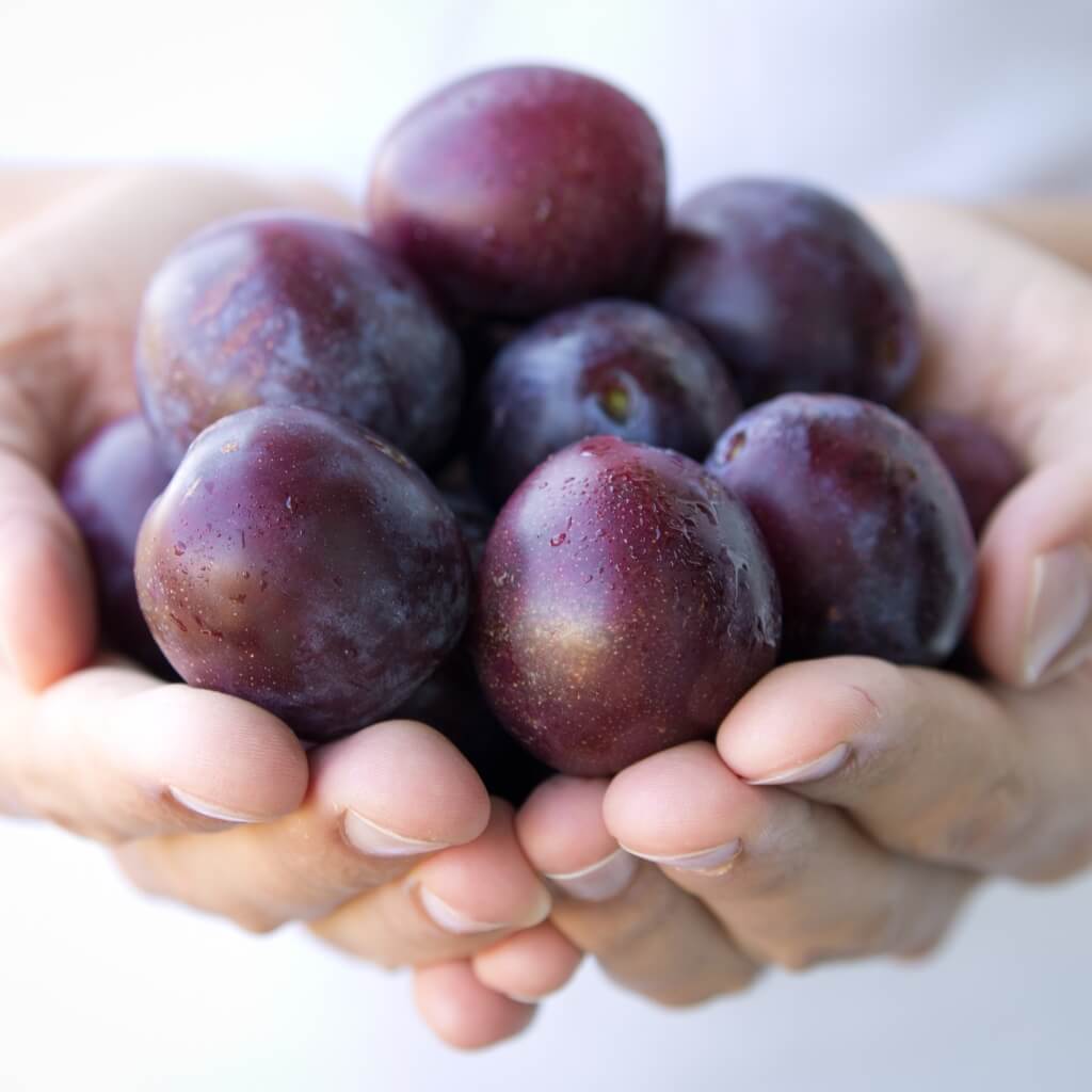 Plum Good Hill Farms Fruit: Plums