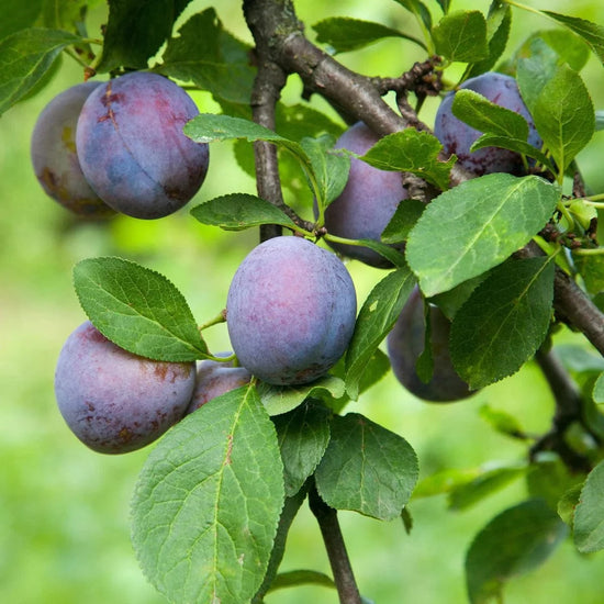 Plums Good Hill Farms Fruit: Plums