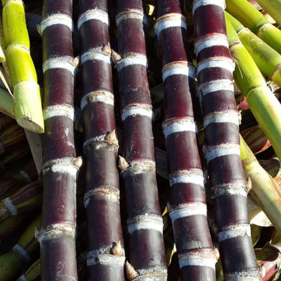 Purple Sugar Cane Good Hill Farms Fruit: Sugar Cane, Purple