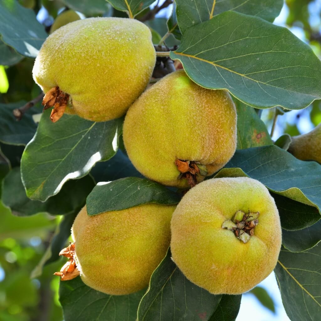 Quince Good Hill Farms Fruit: Quince