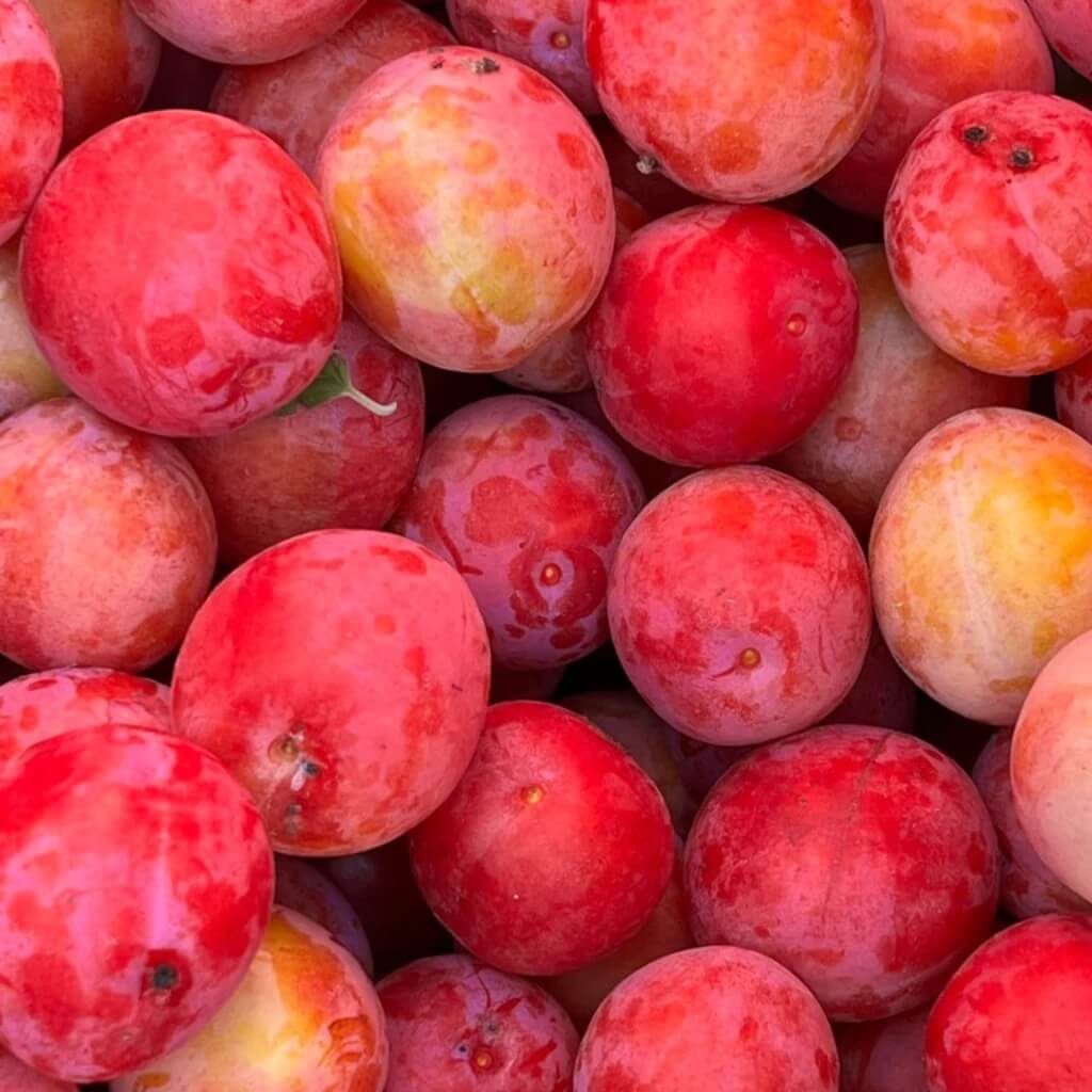 Red Plumcot Good Hill Farms Fruit: Plumcot, Red