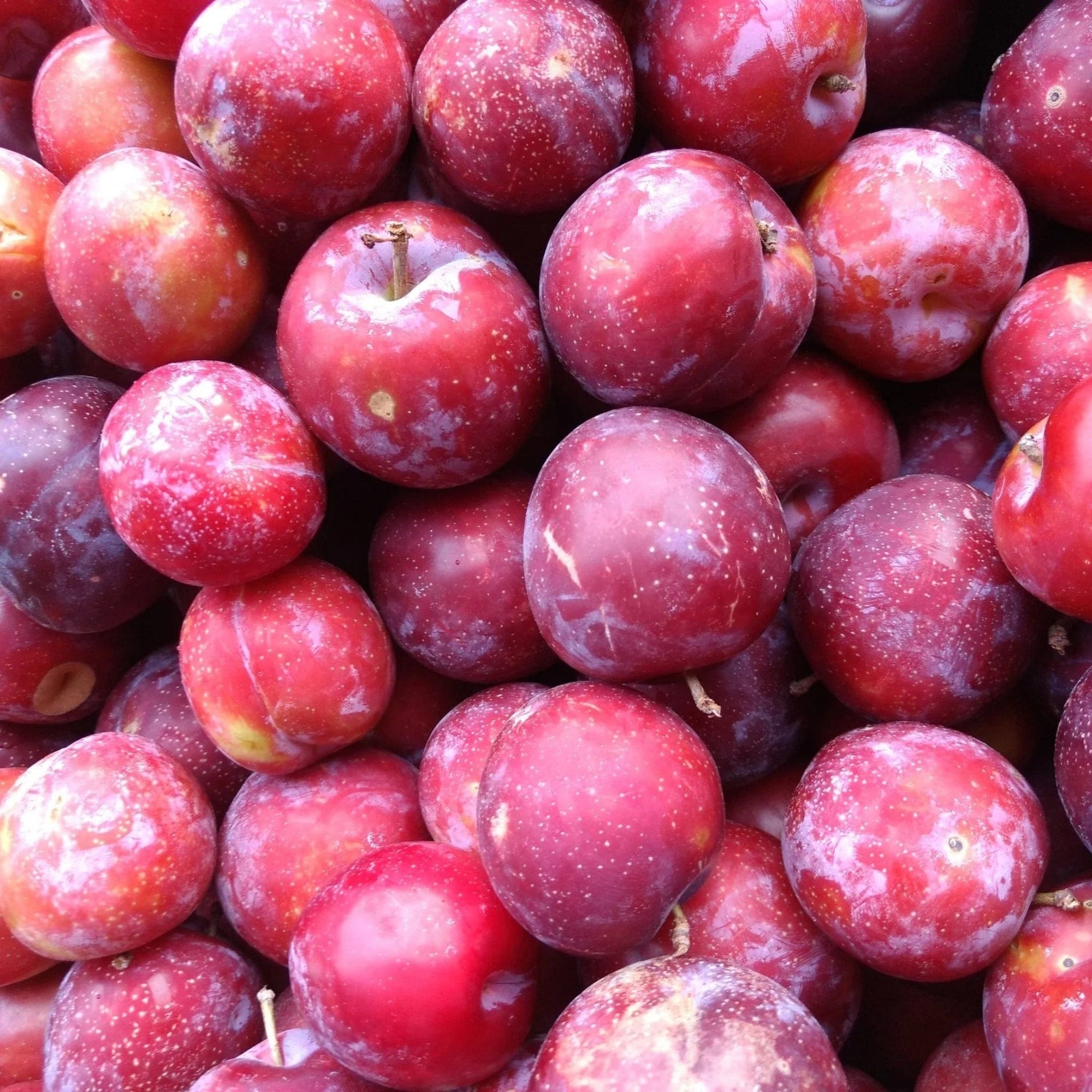 Red Plumcots Good Hill Farms Fruit: Plumcot, Red