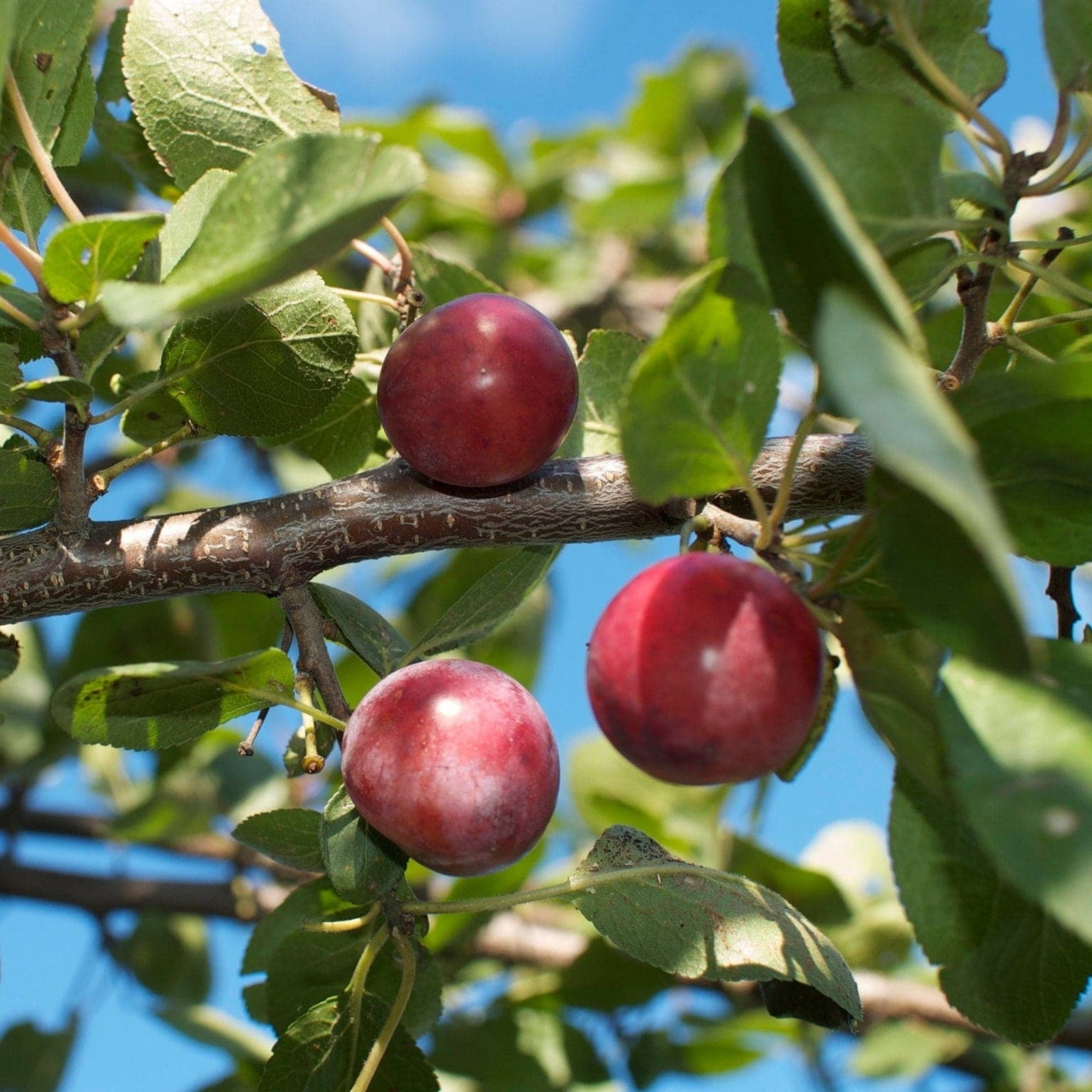 Red Plumcots Good Hill Farms Fruit: Plumcot, Red