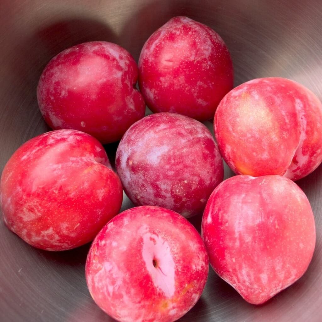 Red Plumcots Good Hill Farms Fruit: Plumcot, Red
