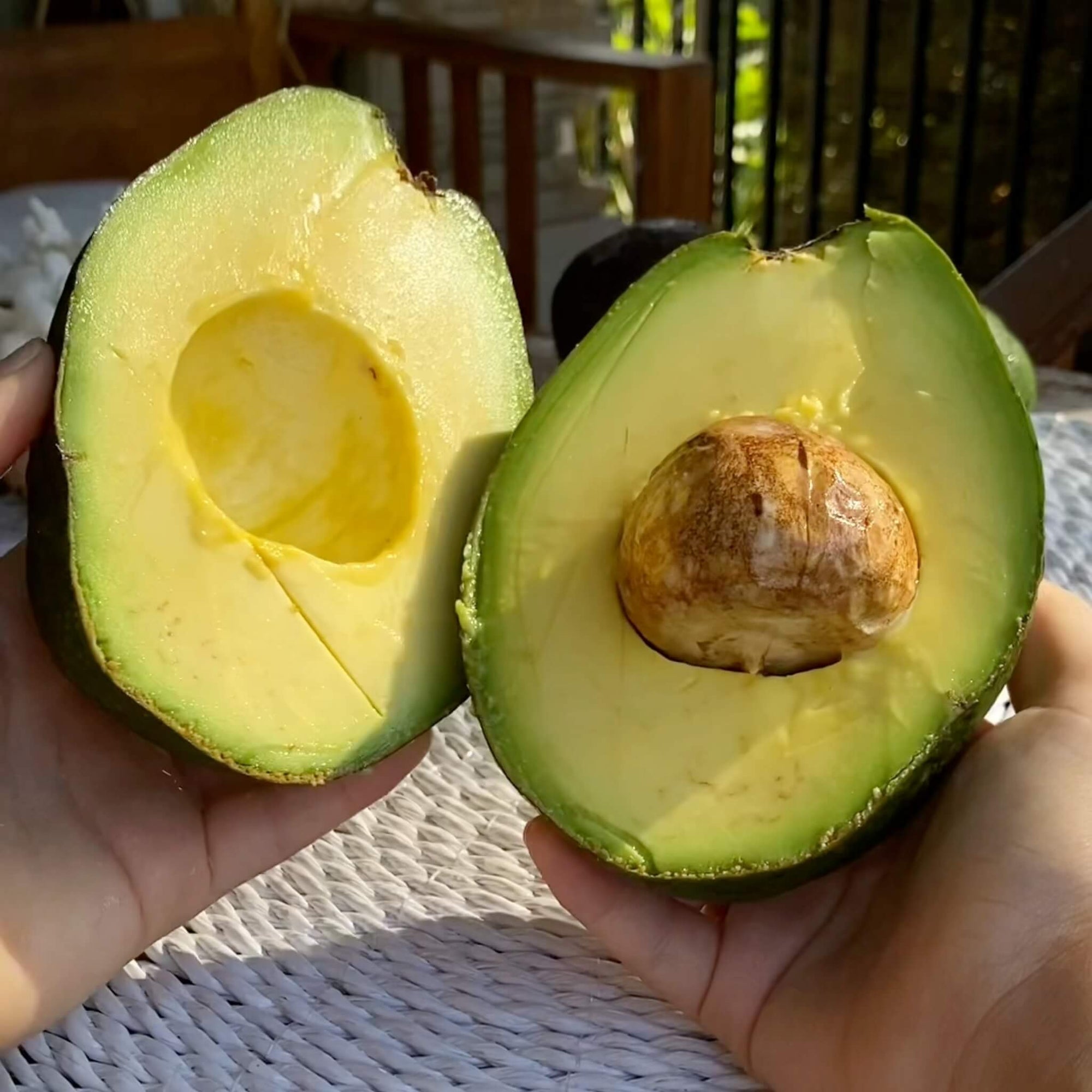 Reed Avocado