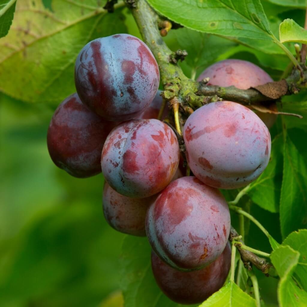 Sugar Plum Good Hill Farms Fruit: Plum, Sugar