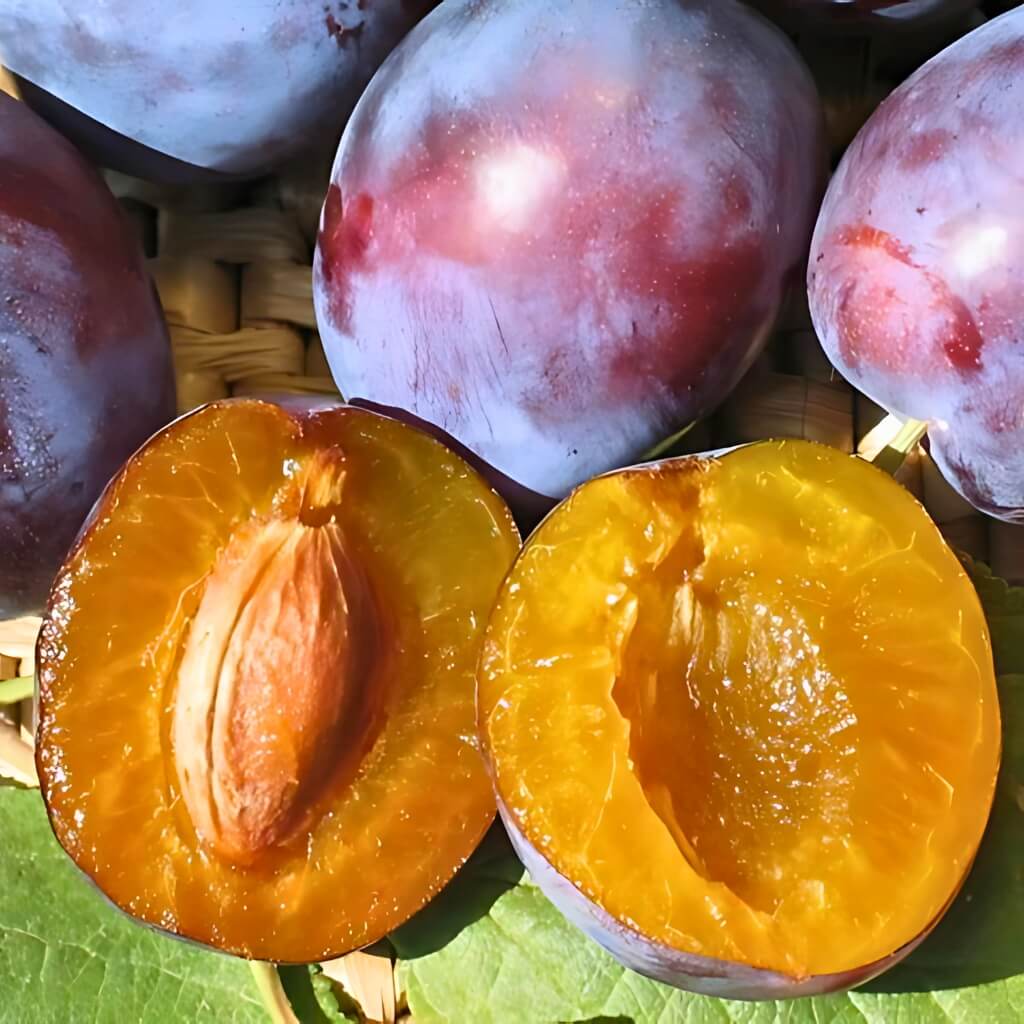 Sugar Plum Good Hill Farms Fruit: Plum, Sugar