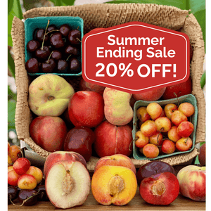 Summer Sale