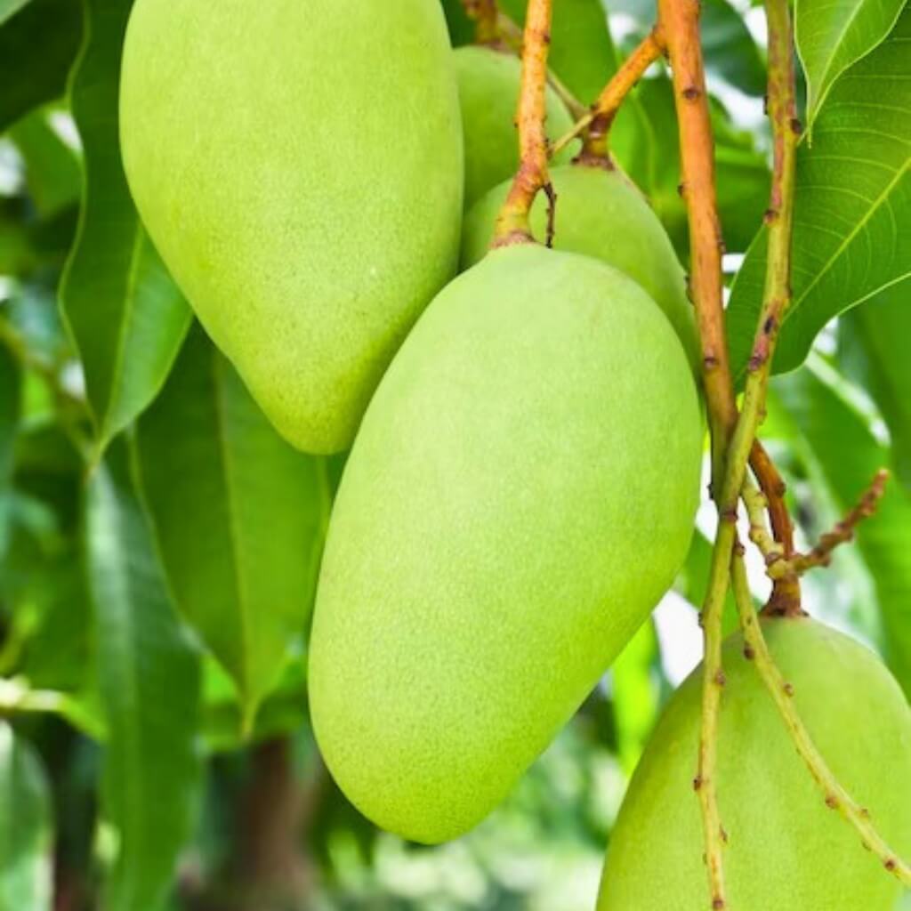 Thai Honey Mango (Nam Doc Mai) Good Hill Farms Fruit: Mango, Nam Doc