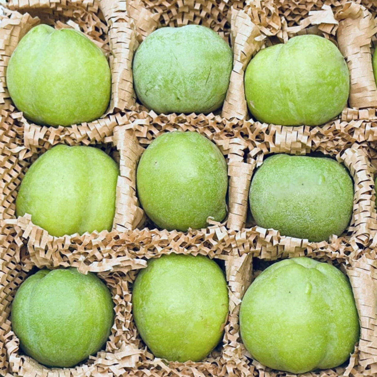 White Sapote Good Hill Farms Fruit: Sapote, White