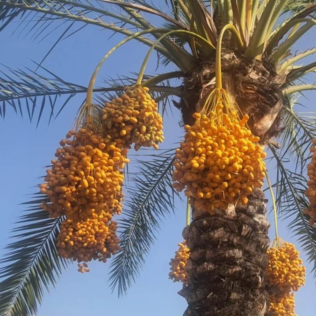 Yellow Barhi Dates Good Hill Farms Fruit: Date, Yellow