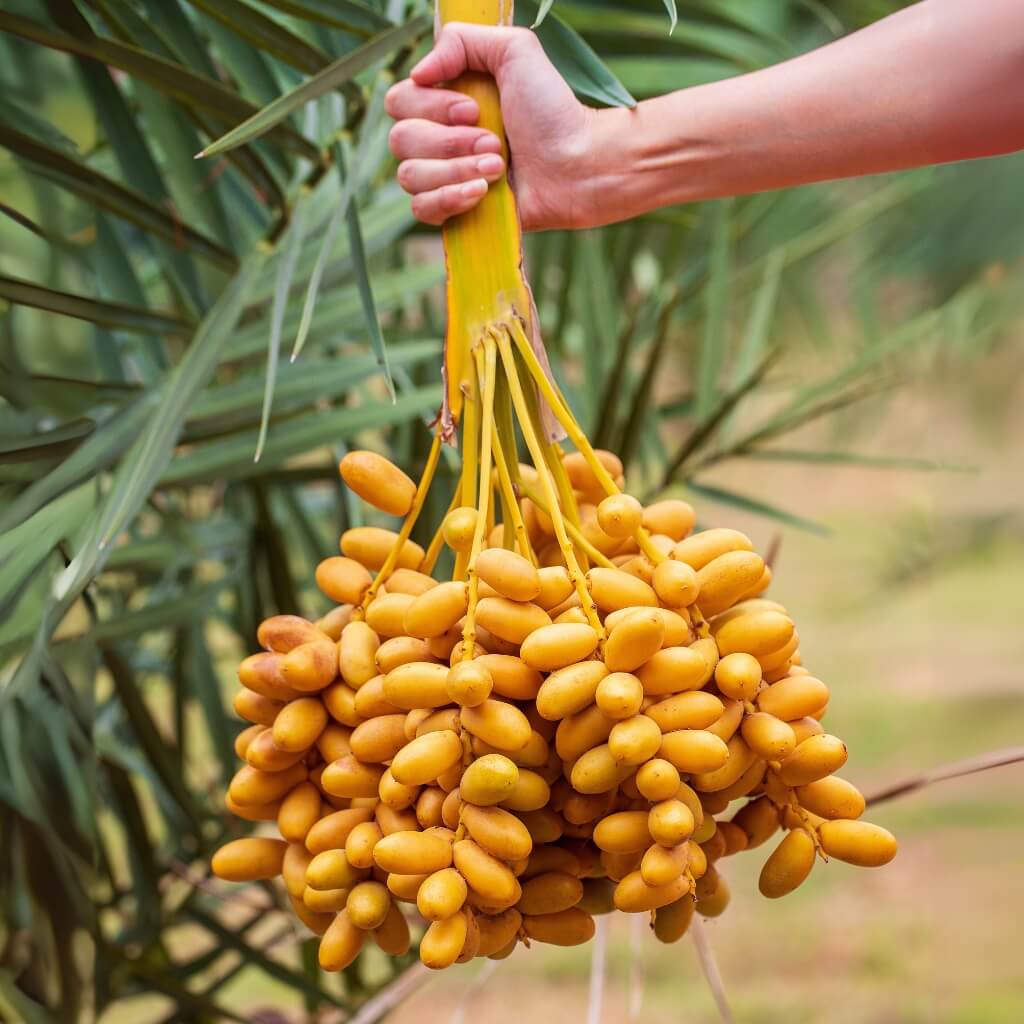 Yellow Barhi Dates Good Hill Farms Fruit: Date, Yellow