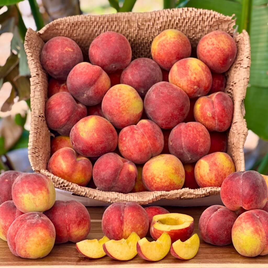 Yellow Peach Good Hill Farms Fruit: Peaches