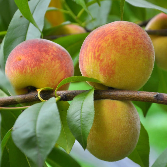 Yellow Peach Good Hill Farms Fruit: Peaches, Yellow