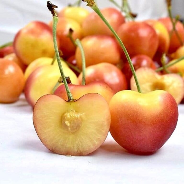 Yellow Rainier Cherry Good Hill Farms Fruit: Cherry, Yellow