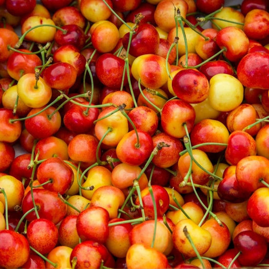 Yellow Rainier Cherry Good Hill Farms Fruit: Cherry, Yellow
