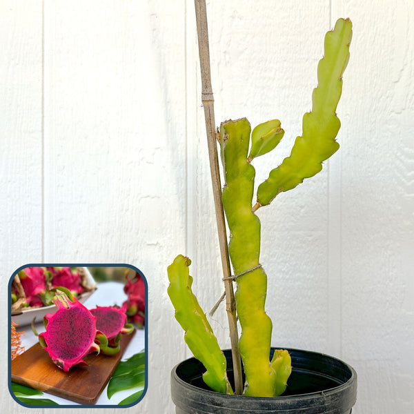 Dragon Fruit Cactus – Carlo's Plant Farm