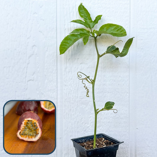 Passion Fruit Plant, Rooted Cutting (Purple, Frederick)