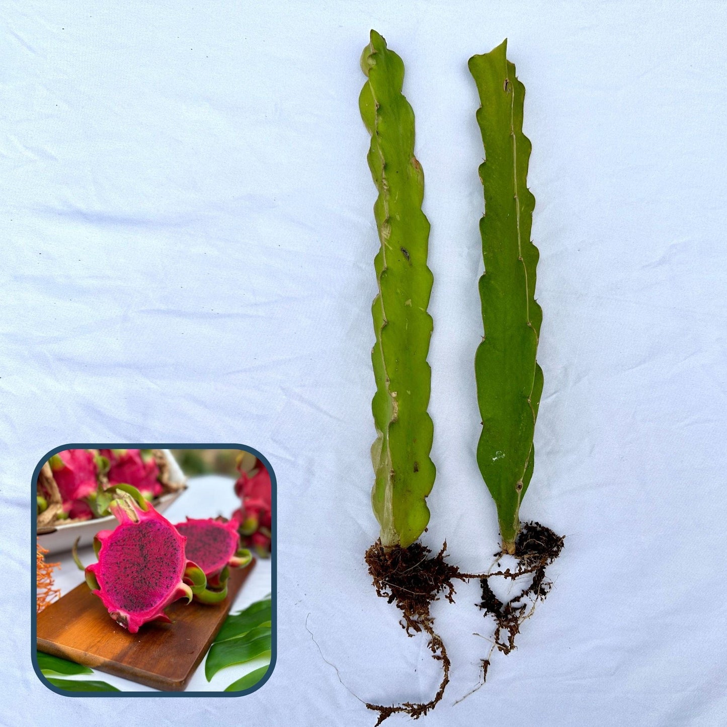Red Dragon Fruit Plant, Rooted Cutting (American Beauty)