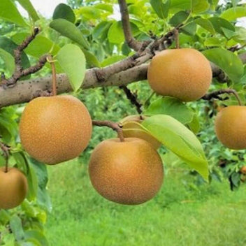 Asian Pear Good Hill Farms Fruit: Asian Pear