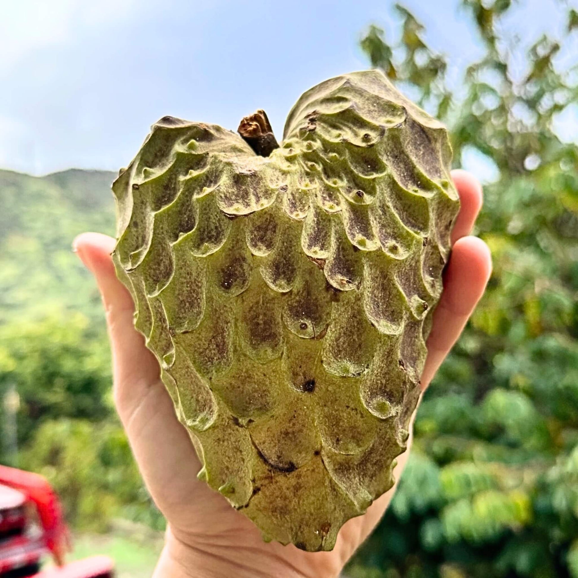 Atemoya (Soursop + Cherimoya Hybrid) Good Hill Farms Fruit: Atemoya