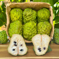 Atemoya (Sugar Apple + Cherimoya Hybrid) Good Hill Farms Fruit: Atemoya
