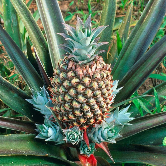 Baby Pineapple Good Hill Farms Fruit: Pineapple, Baby