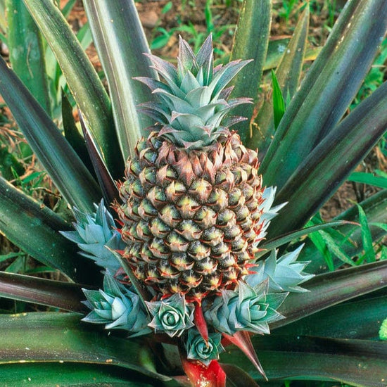 Baby Pineapple Good Hill Farms Fruit: Pineapple, Baby