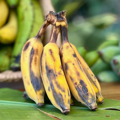 Banana Variety Box Good Hill Farms Mix Box: Banana, Variety