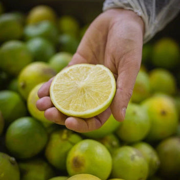 Bergamot Orange Good Hill Farms Fruit: Orange, Bergamot