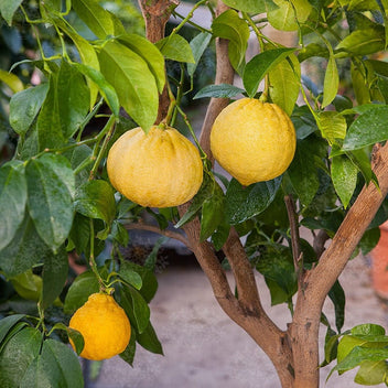 Bergamot Orange Good Hill Farms Fruit: Orange, Bergamot