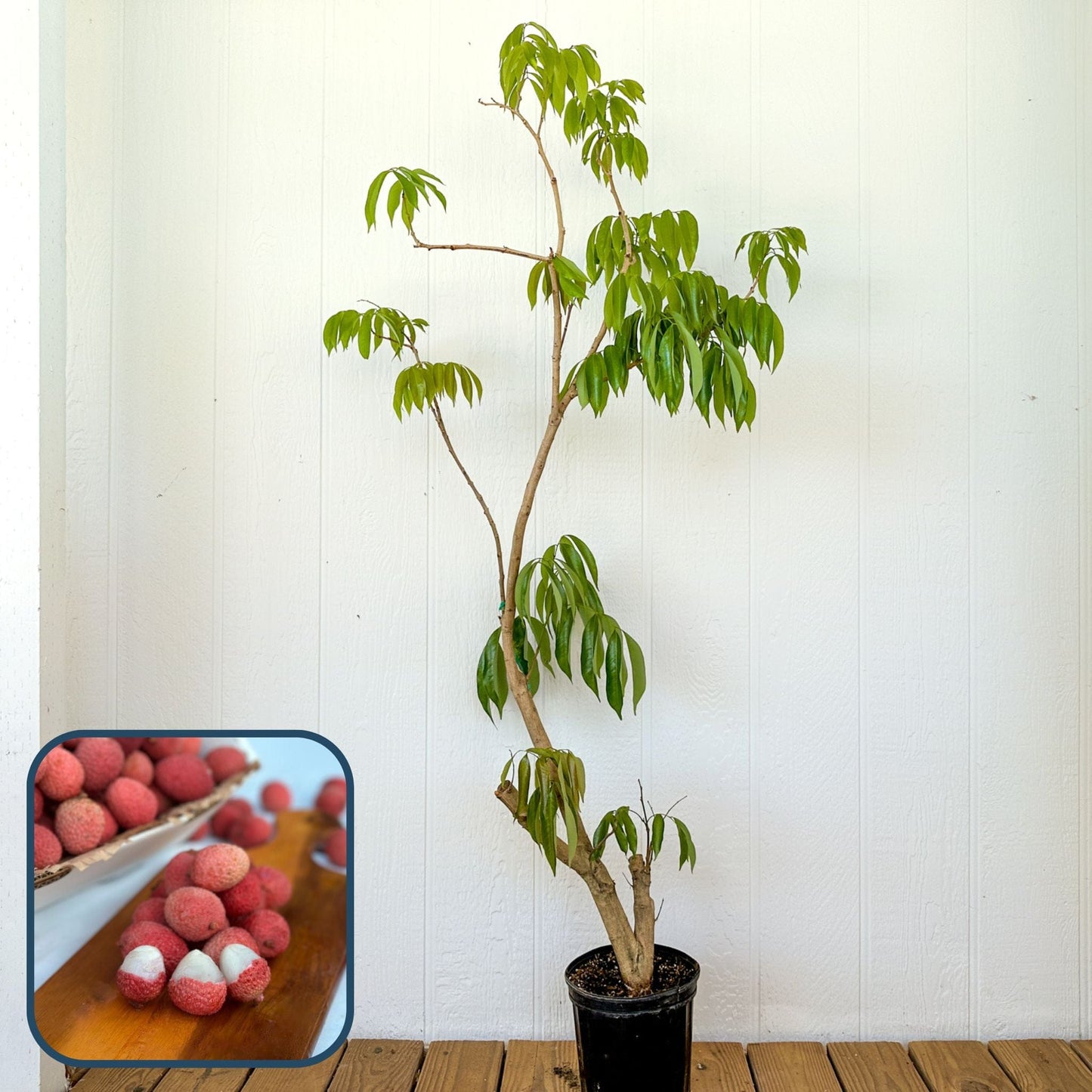 Brewster Red Lychee Tree, Air Layer Good Hill Farms Nursery: Lychee, Red