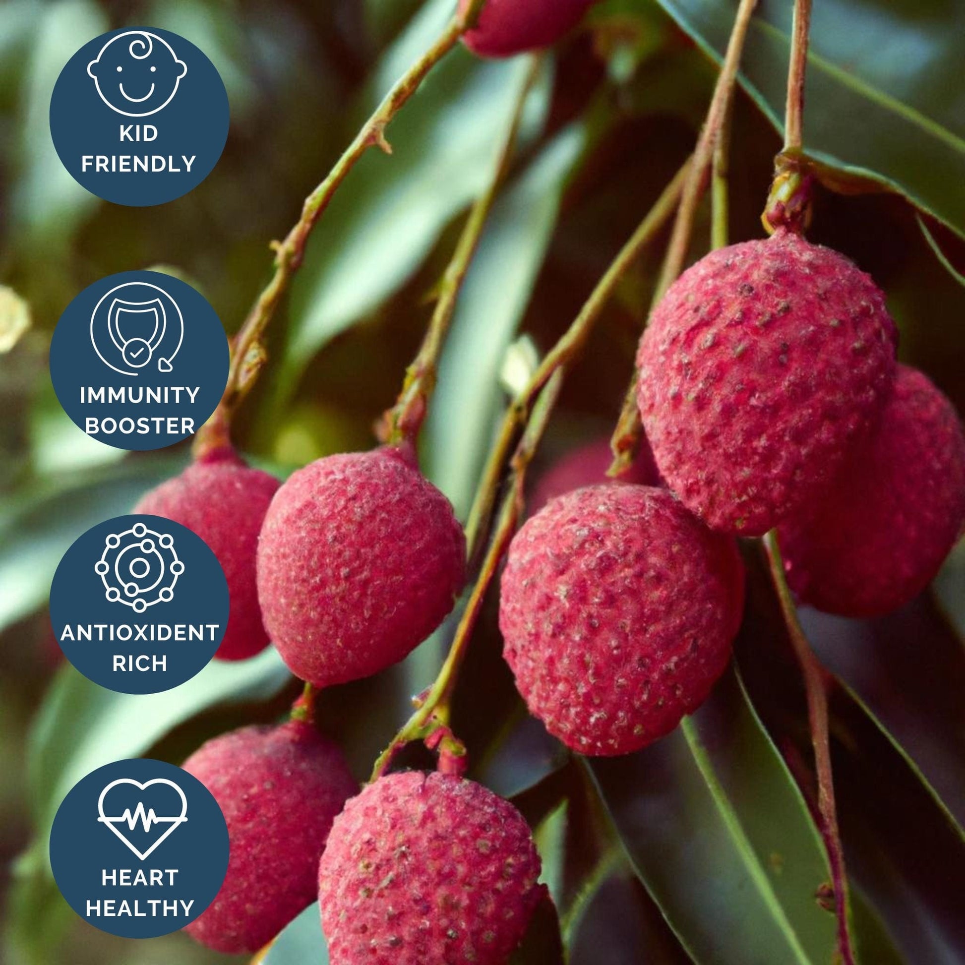 Brewster Red Lychee Tree, Air Layer – Good Hill Farms