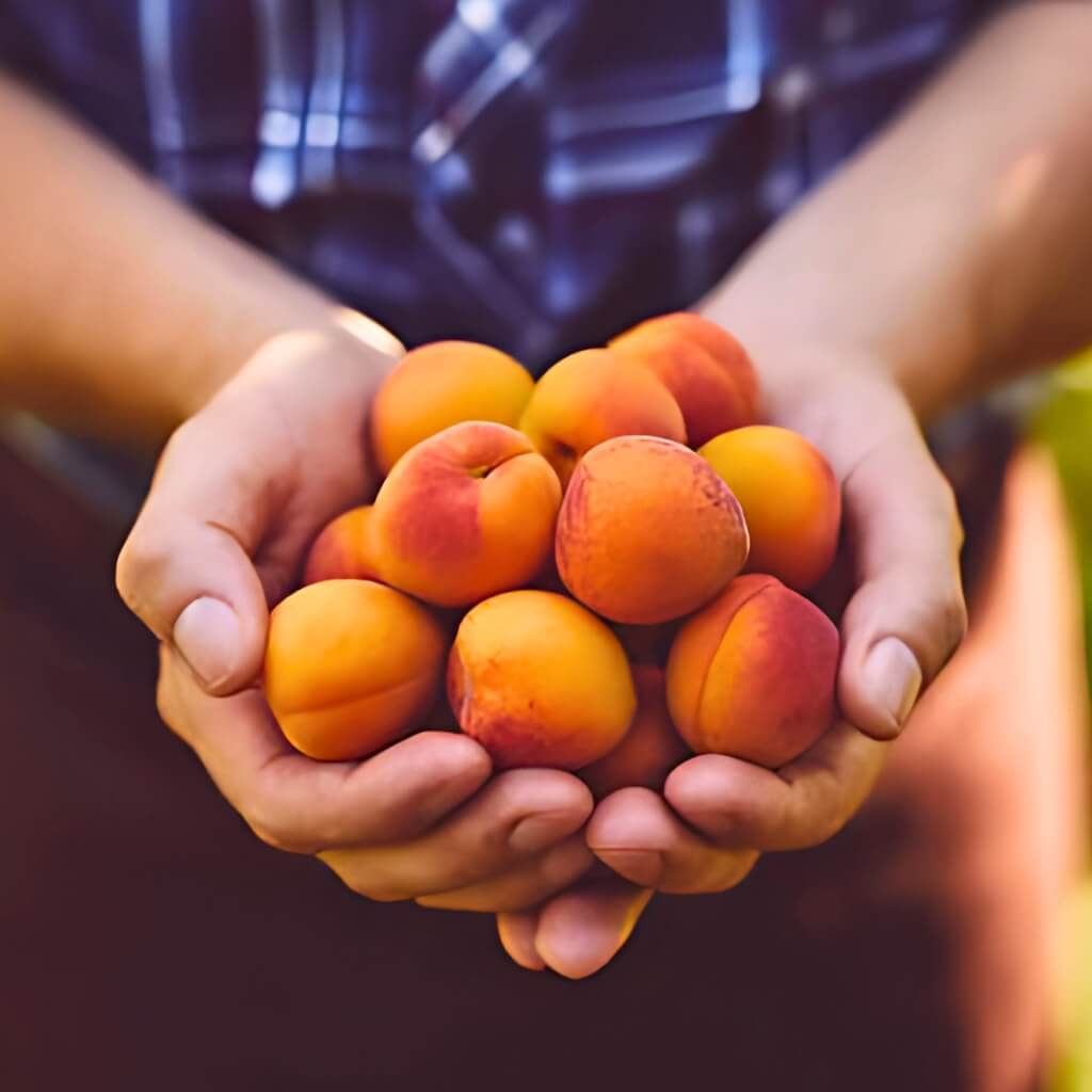 Apricot