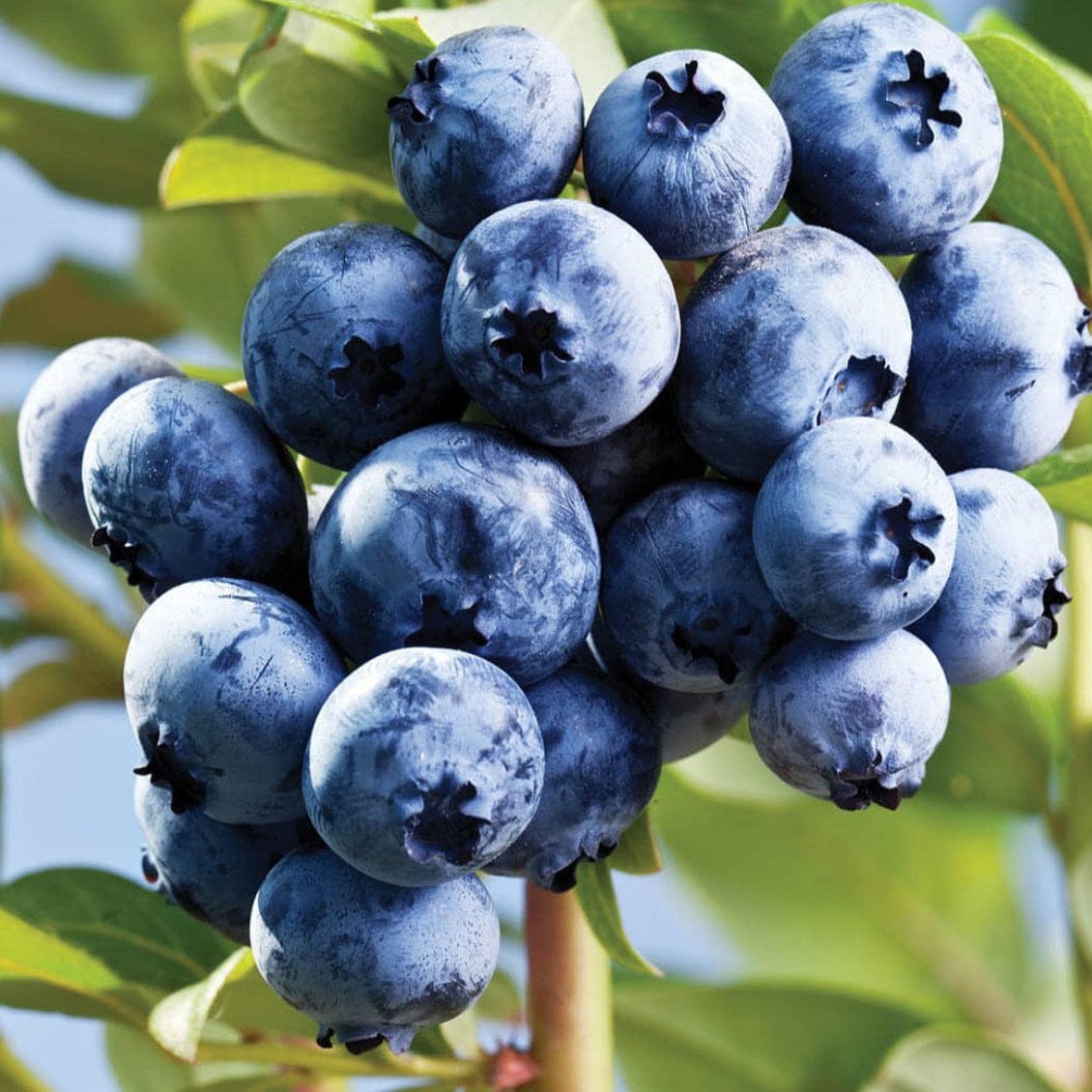 California Blueberry Good Hill Farms Fruit: Blueberries