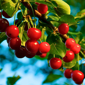 California Cherry Good Hill Farms Fruit: Cherry
