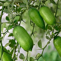 Caviar Lime Good Hill Farms Fruit: Lime, Caviar