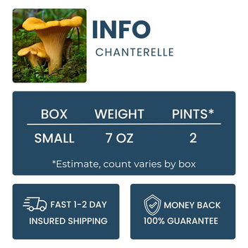 Chanterelle Good Hill Farms Mushroom: Chanterelle