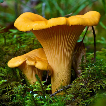 Chanterelle Good Hill Farms Mushroom: Chanterelle