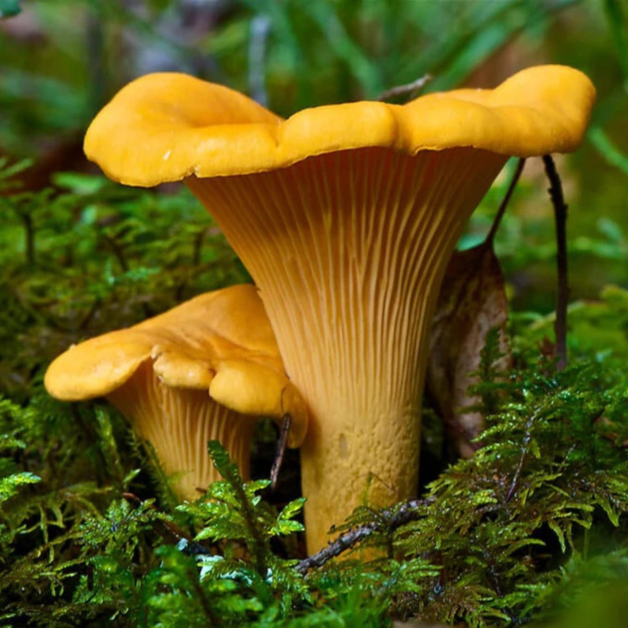 Chanterelle Good Hill Farms Mushroom: Chanterelle
