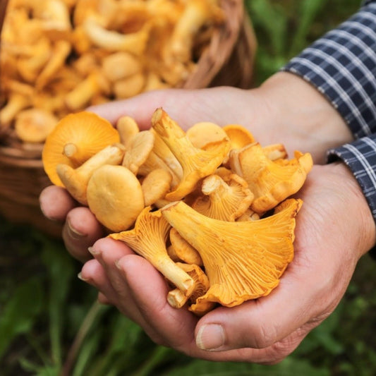 Chanterelle Good Hill Farms Mushroom: Chanterelle