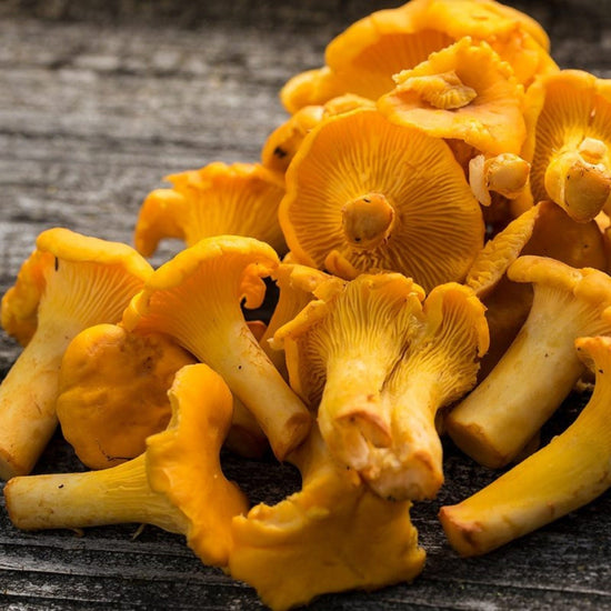 Chanterelle Good Hill Farms Mushroom: Chanterelle